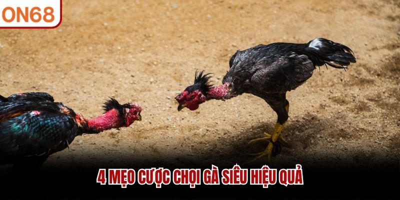 4 mẹo cược chọi gà siêu hiệu quả