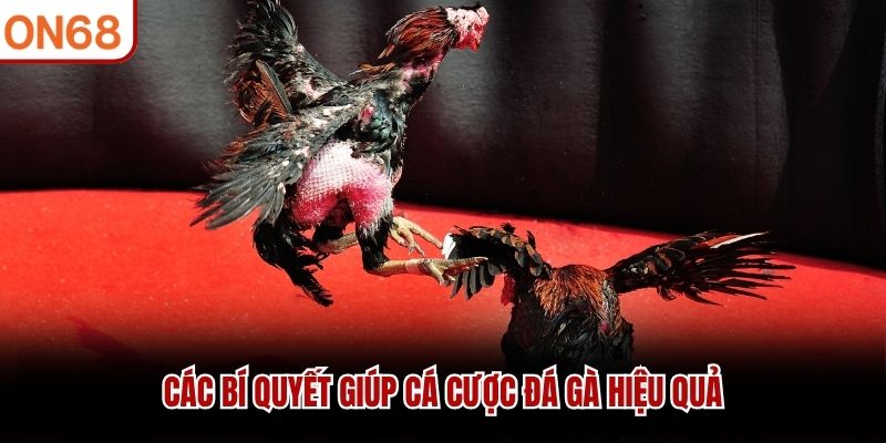 Các bí quyết giúp cá cược đá gà hiệu quả