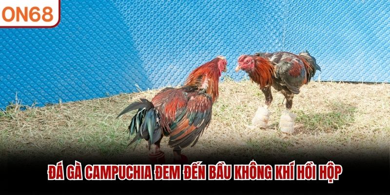 Đá gà Campuchia đem đến bầu không khí hồi hộp