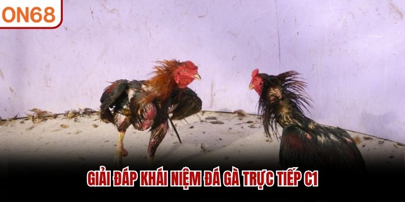Giải đáp khái niệm Đá Gà Trực Tiếp C1
