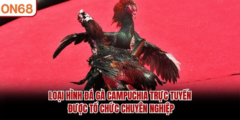 Loại hình đá gà Campuchia trực tuyến được tổ chức chuyên nghiệp