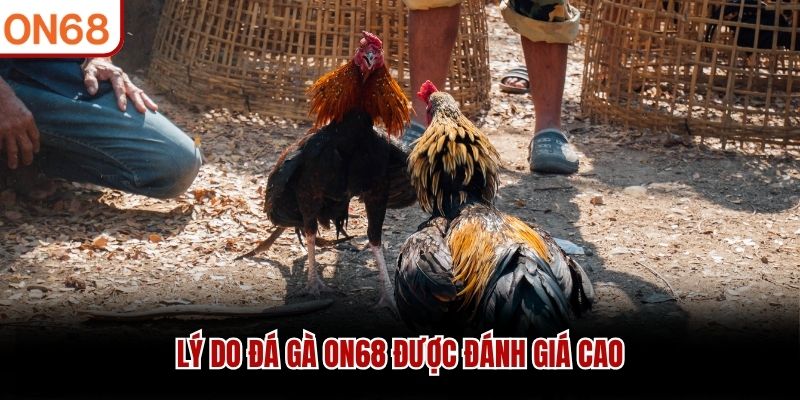 Lý do xem đá gà trực tuyến ON68 được đánh giá cao