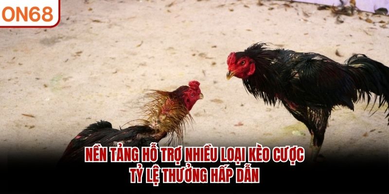 Nền tảng hỗ trợ nhiều loại kèo cược, tỷ lệ thưởng hấp dẫn