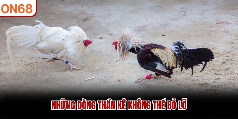 Những dòng thần kê không thể bỏ lỡ