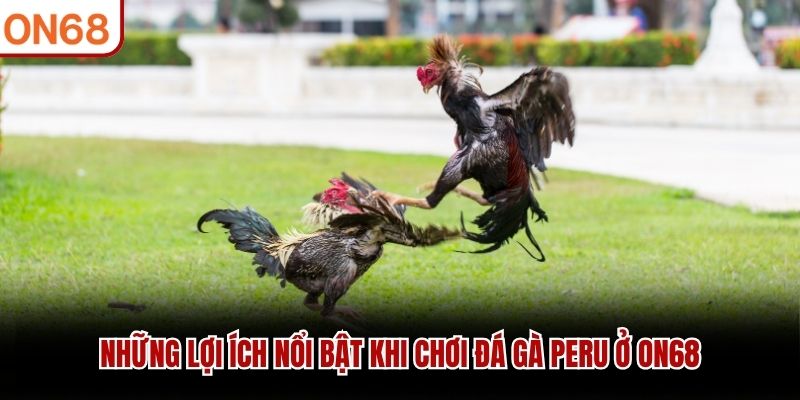 Những lợi ích nổi bật khi chơi đá gà Peru ở ON68