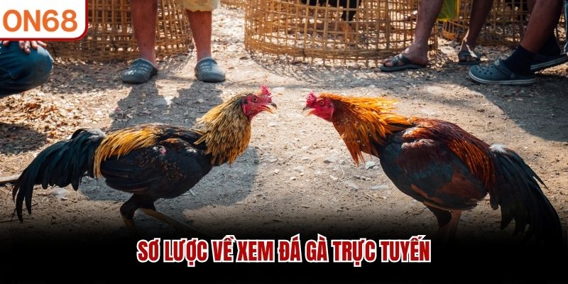 Sơ lược về Xem Đá Gà Trực Tuyến